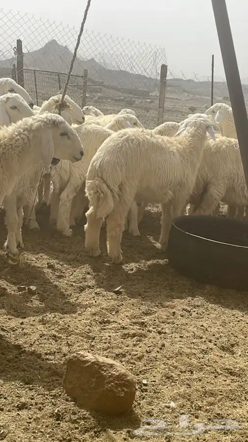 ذبايح طليان حريه وتيوس ورخال وجفار ثلاجه وعزايم ويتوفر طبخ 9