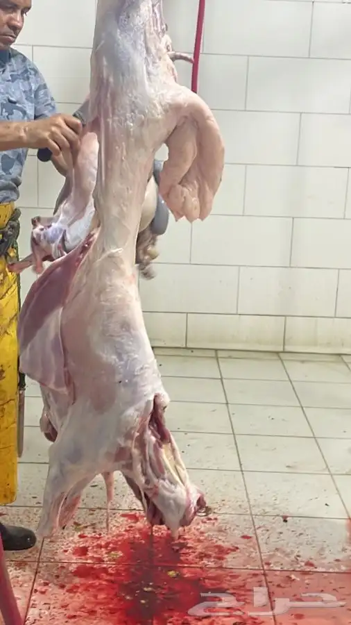 ذبايح طليان حريه وتيوس ورخال وجفار ثلاجه وعزايم ويتوفر طبخ 5