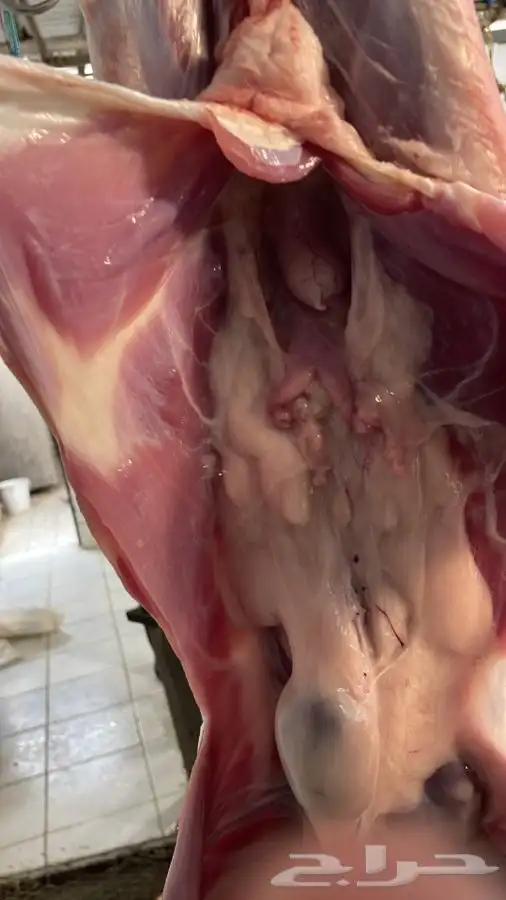 ذبايح طليان حريه وتيوس ورخال وجفار ثلاجه وعزايم ويتوفر طبخ 1