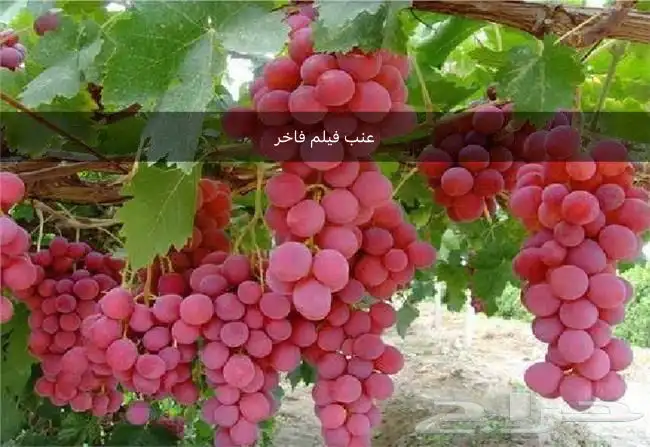 شتلات تين و عنب وفواكه أنواع فاخره 1