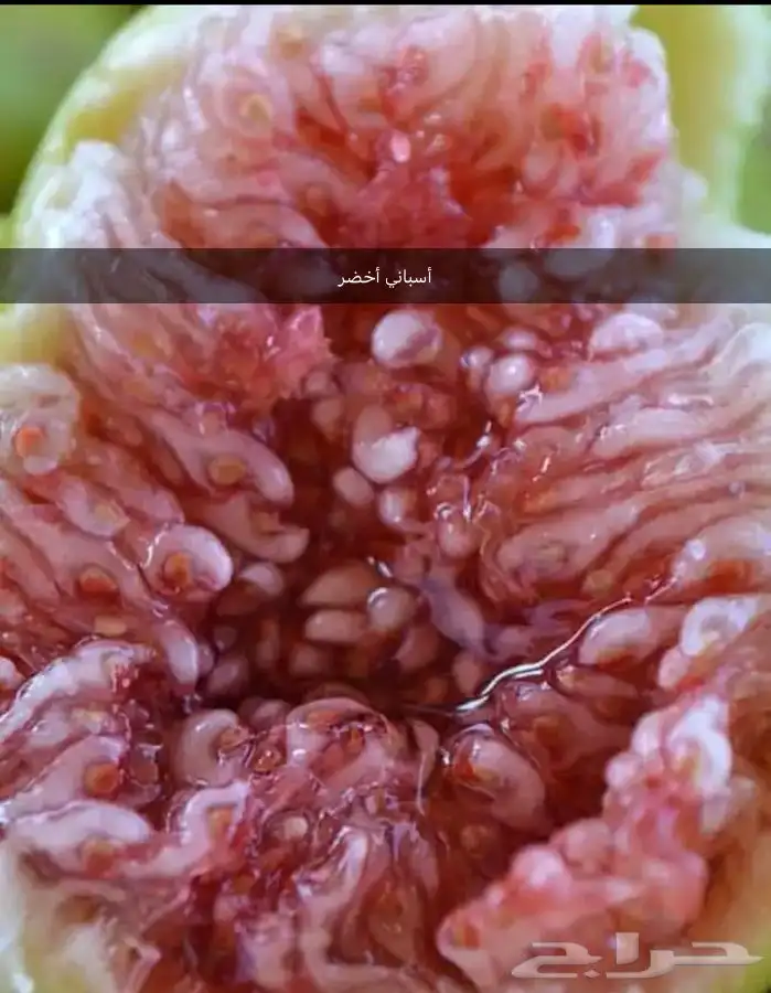 شتلات تين و عنب وفواكه أنواع فاخره 0
