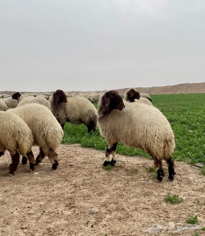 فحل نعيمي صنف جذع فاخر 4