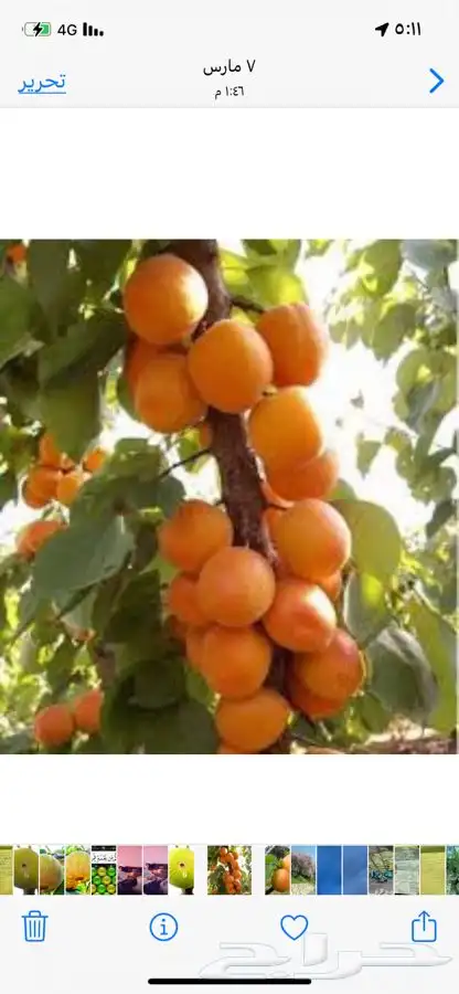 شتلات مثمره من أجود الأنواع 5