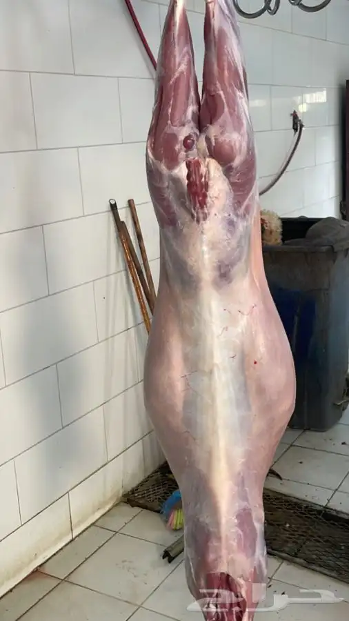 ذبايح حري وتيوس وجفار عزايم وصدقات وثلاجه 3