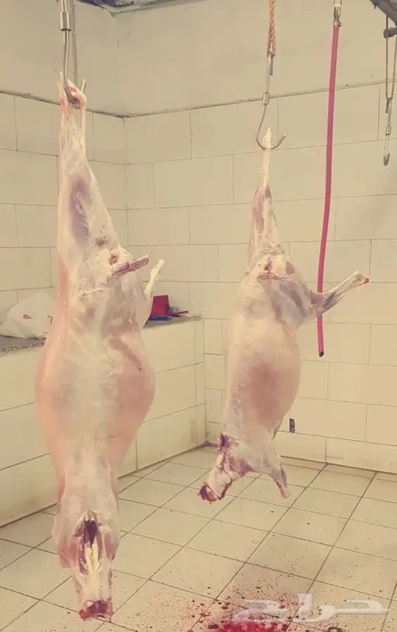 ذبايح حري وتيوس وجفار عزايم وصدقات وثلاجه 2