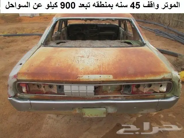 لوريل 77 بدون أوراق 9