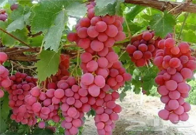 شتلات مثمره من أجود الأنواع 6