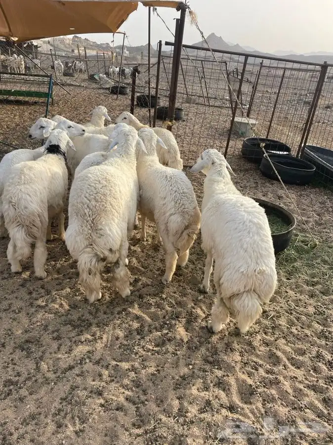 ذبايح حري وتيوس وجفار عزايم وصدقات وثلاجه 0