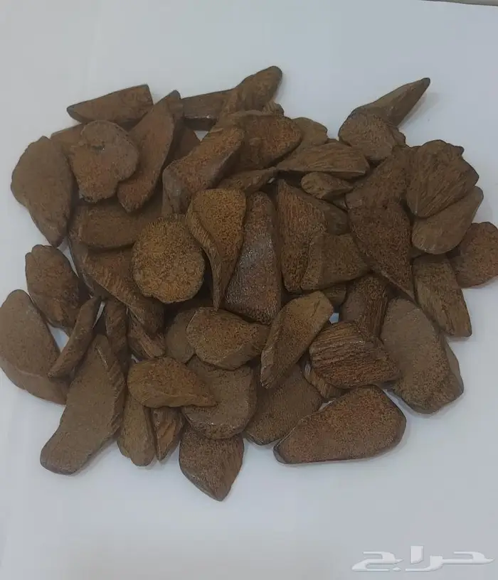 عرض على العود 12