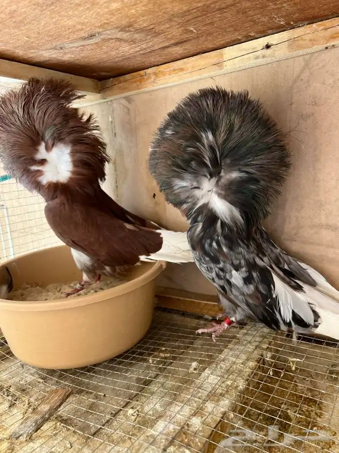 (تم البيع)جاكوبين والانث من البحرين طيور طارق المرباطي 0