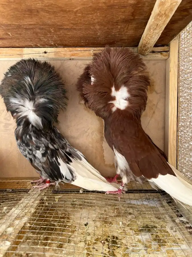 (تم البيع)جاكوبين والانث من البحرين طيور طارق المرباطي 1