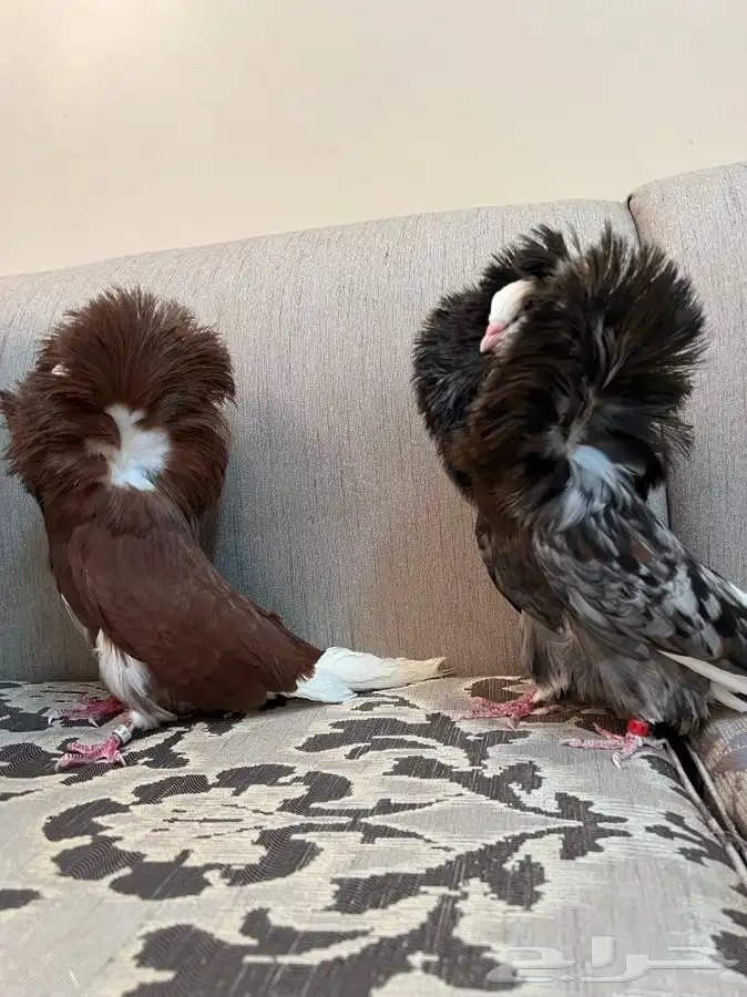 (تم البيع)جاكوبين والانث من البحرين طيور طارق المرباطي 5