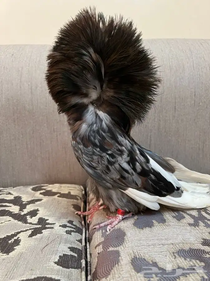 (تم البيع)جاكوبين والانث من البحرين طيور طارق المرباطي 4