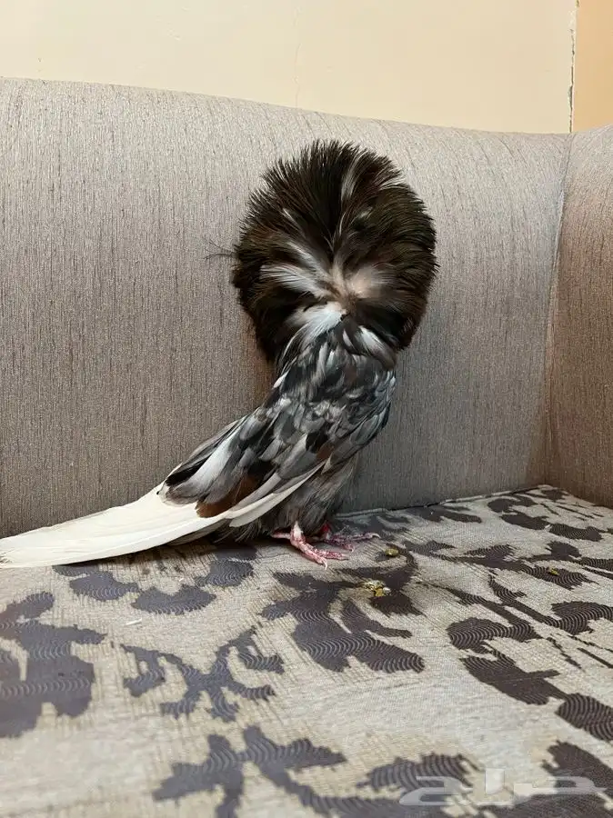 (تم البيع)جاكوبين والانث من البحرين طيور طارق المرباطي 6