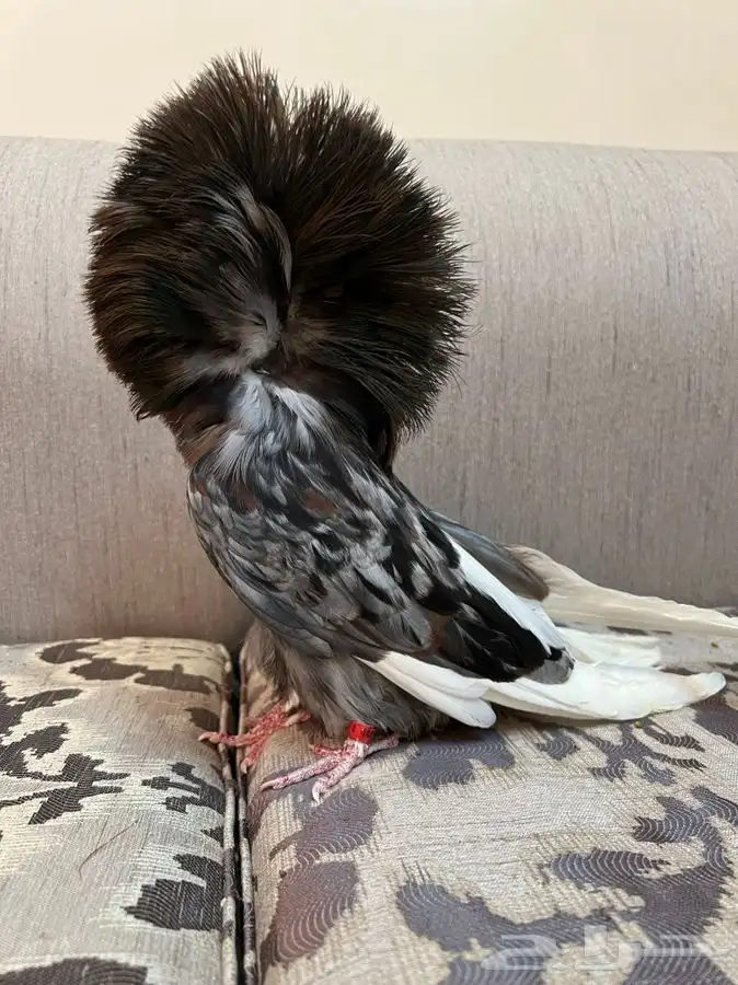 (تم البيع)جاكوبين والانث من البحرين طيور طارق المرباطي 3