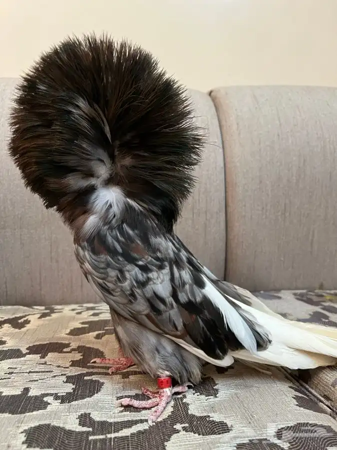 (تم البيع)جاكوبين والانث من البحرين طيور طارق المرباطي 7