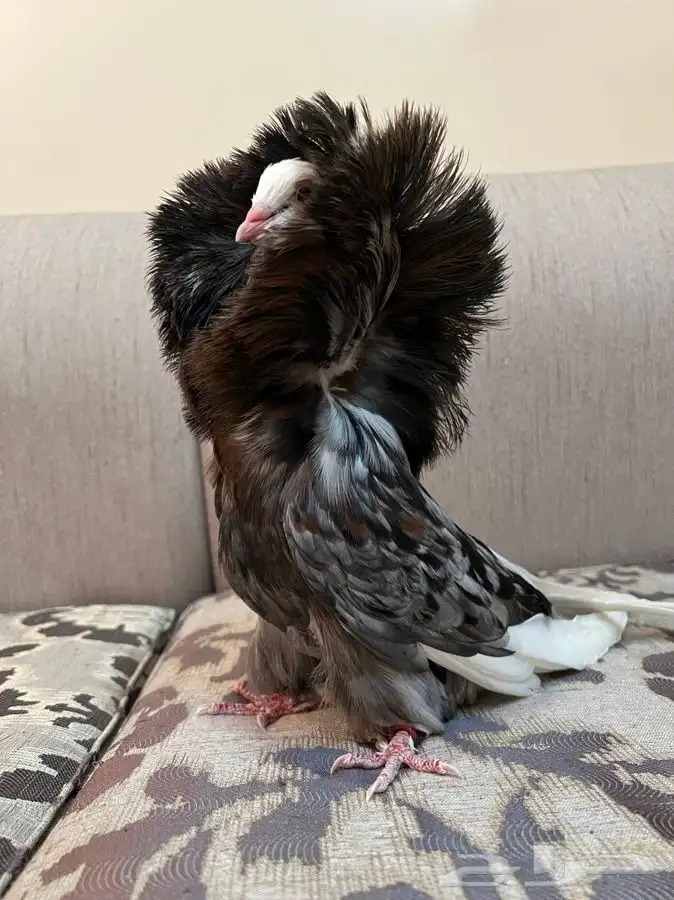 (تم البيع)جاكوبين والانث من البحرين طيور طارق المرباطي 8