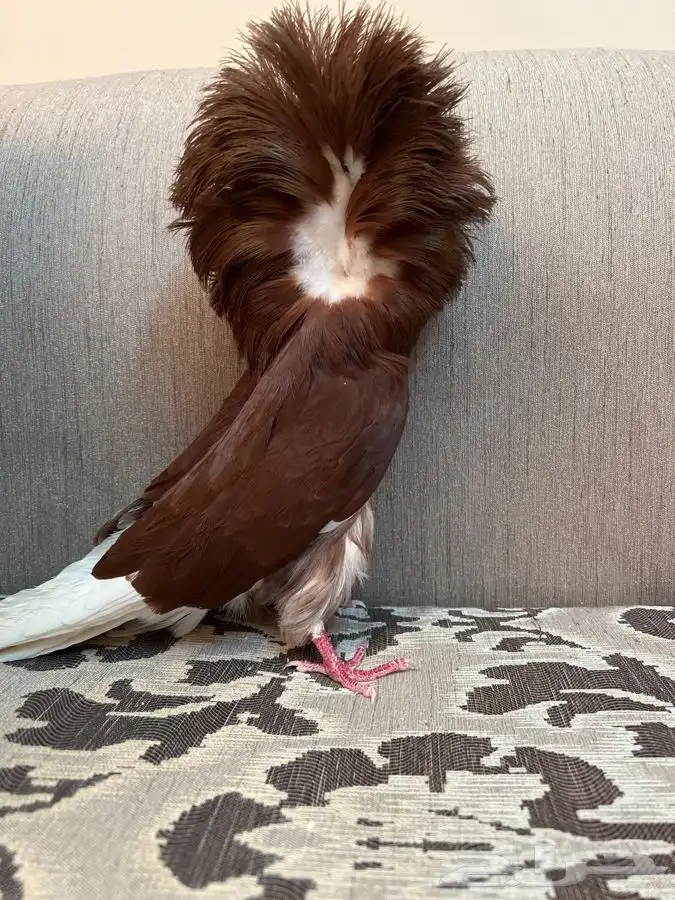 (تم البيع)جاكوبين والانث من البحرين طيور طارق المرباطي 9