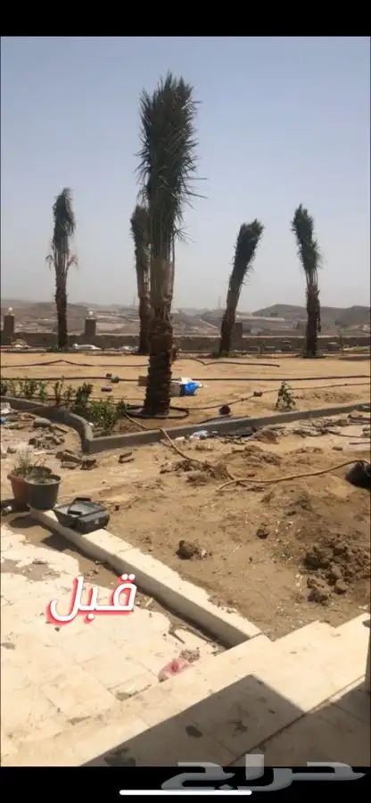 نجيله ثيل عشب طبيعي C2000 صافي جوده عاليه   25