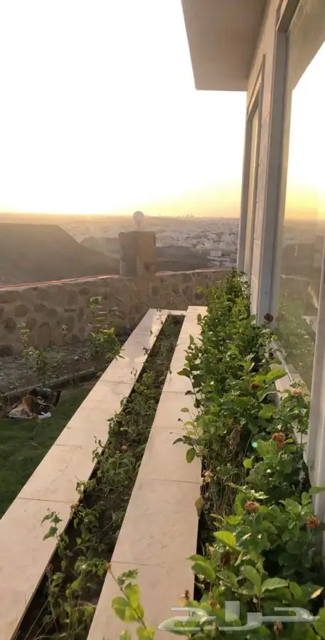 نجيله ثيل عشب طبيعي C2000 صافي جوده عاليه   33