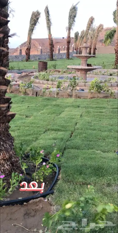 نجيله ثيل عشب طبيعي C2000 صافي جوده عاليه   27