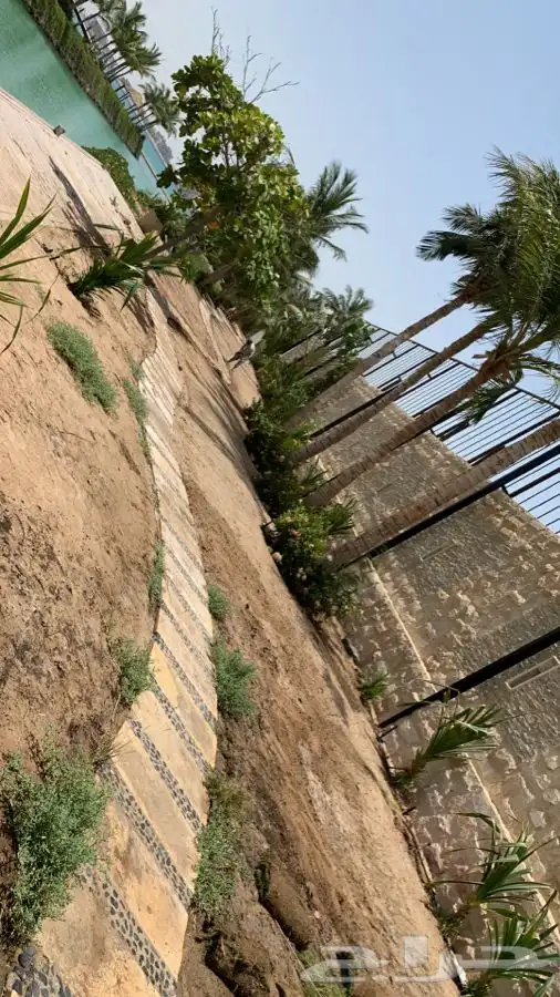 نجيله ثيل عشب طبيعي C2000 صافي جوده عاليه   2