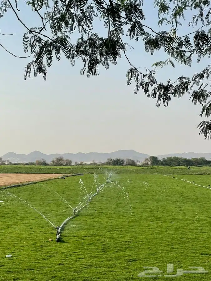 نجيله ثيل عشب طبيعي C2000 صافي جوده عاليه   13