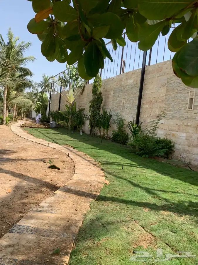 نجيله ثيل عشب طبيعي C2000 صافي جوده عاليه   5