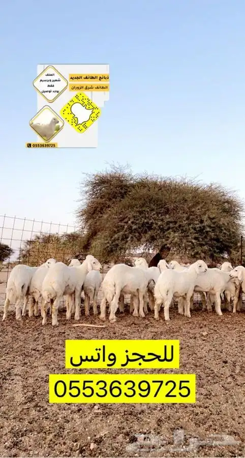 يوجد ذبايح حري وسواكن شبيه الحري 5