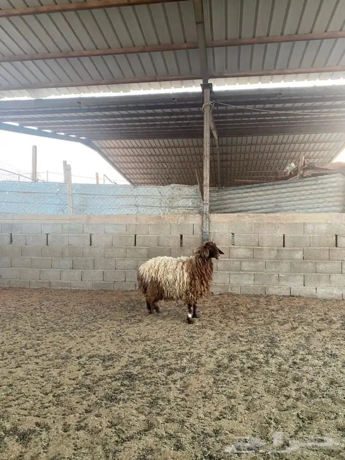 رخل نعيميه 1