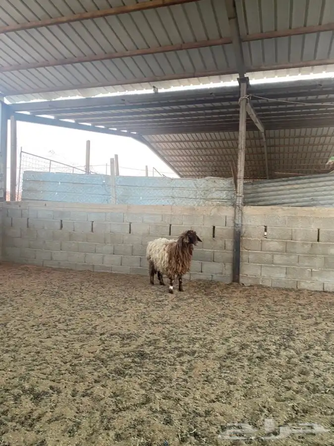 رخل نعيميه 3