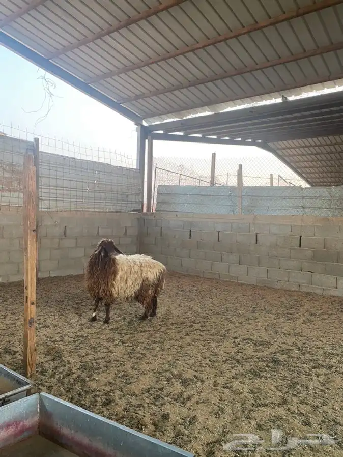 رخل نعيميه 0