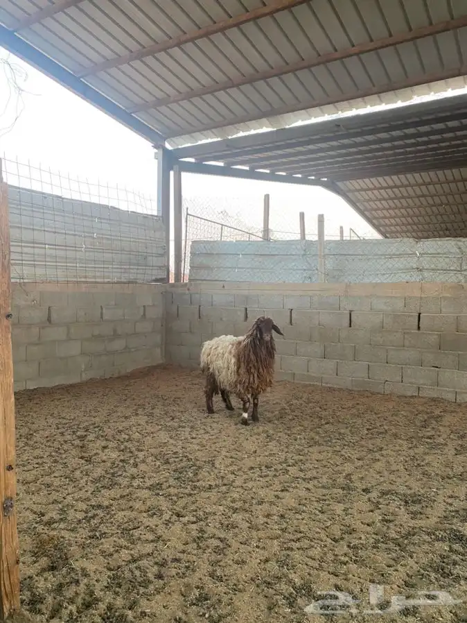 رخل نعيميه 2