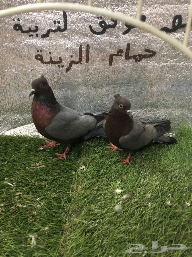 لماع الماني ارشينجل 9