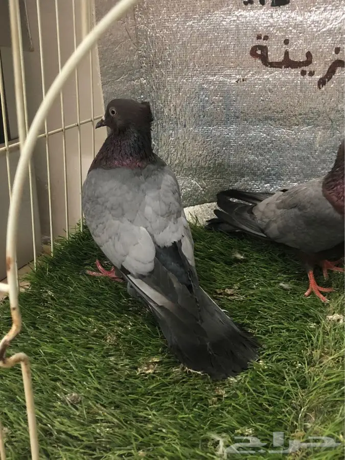 لماع الماني ارشينجل 3