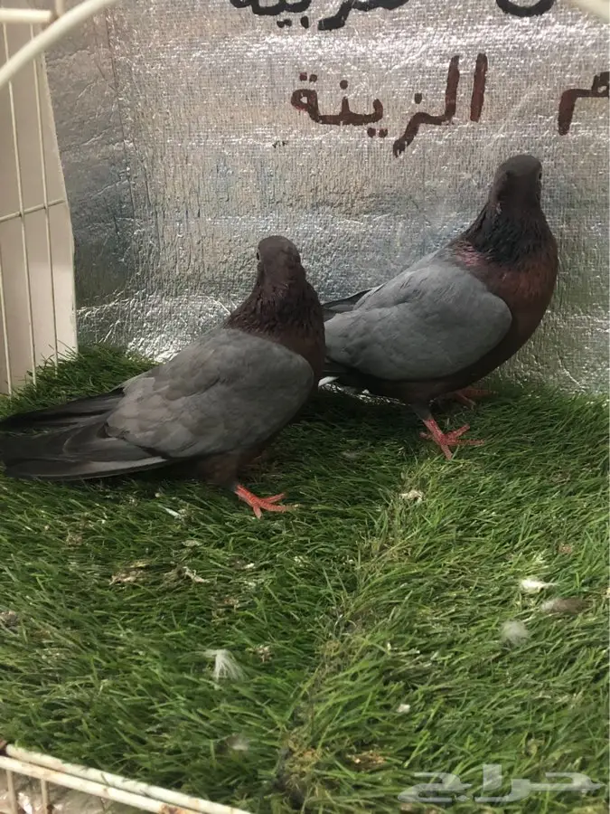 لماع الماني ارشينجل 2