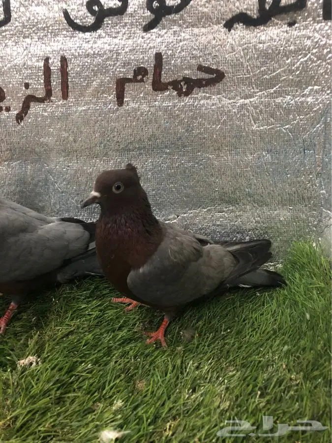 لماع الماني ارشينجل 8