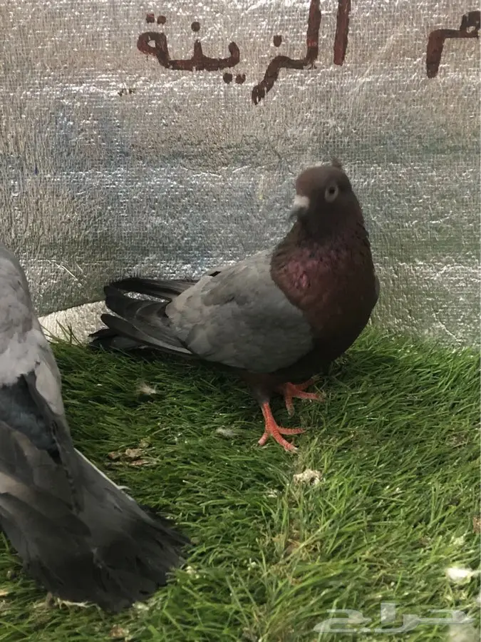 لماع الماني ارشينجل 5