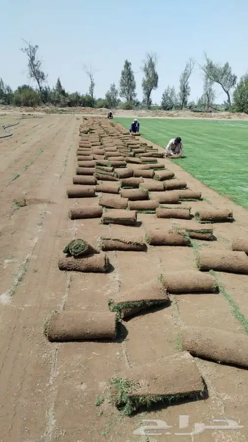 عشب طبيعي نجيله 0