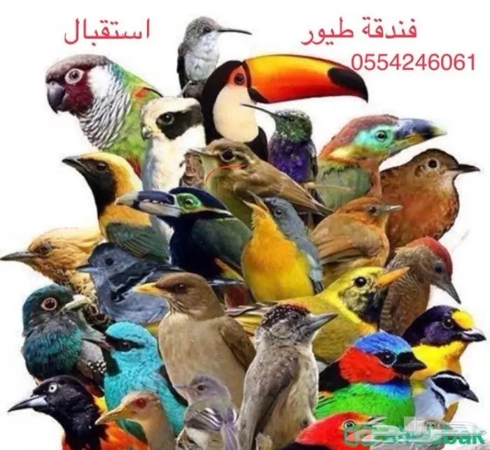 فندقة قطط وطيور بين أيدي أمينة 0