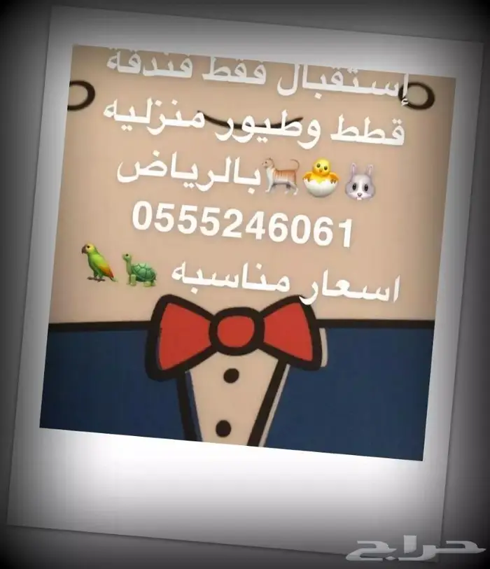 فندقة قطط وطيور بين أيدي أمينة 1