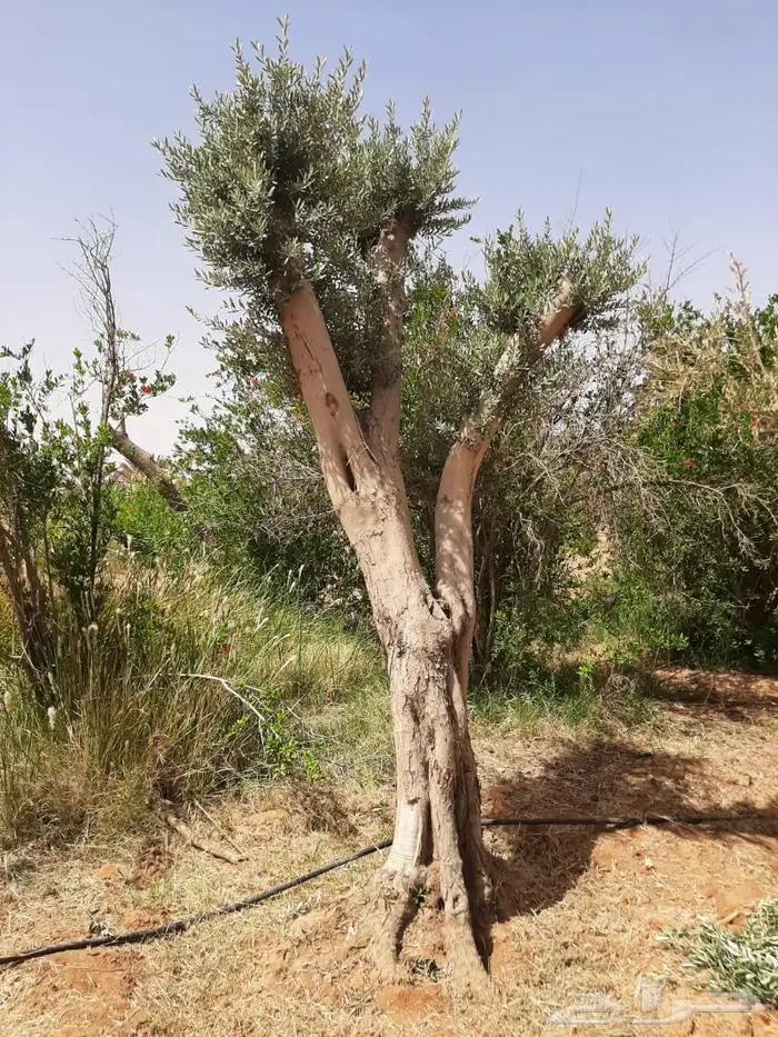 شجر زيتون للبيع معمر 1