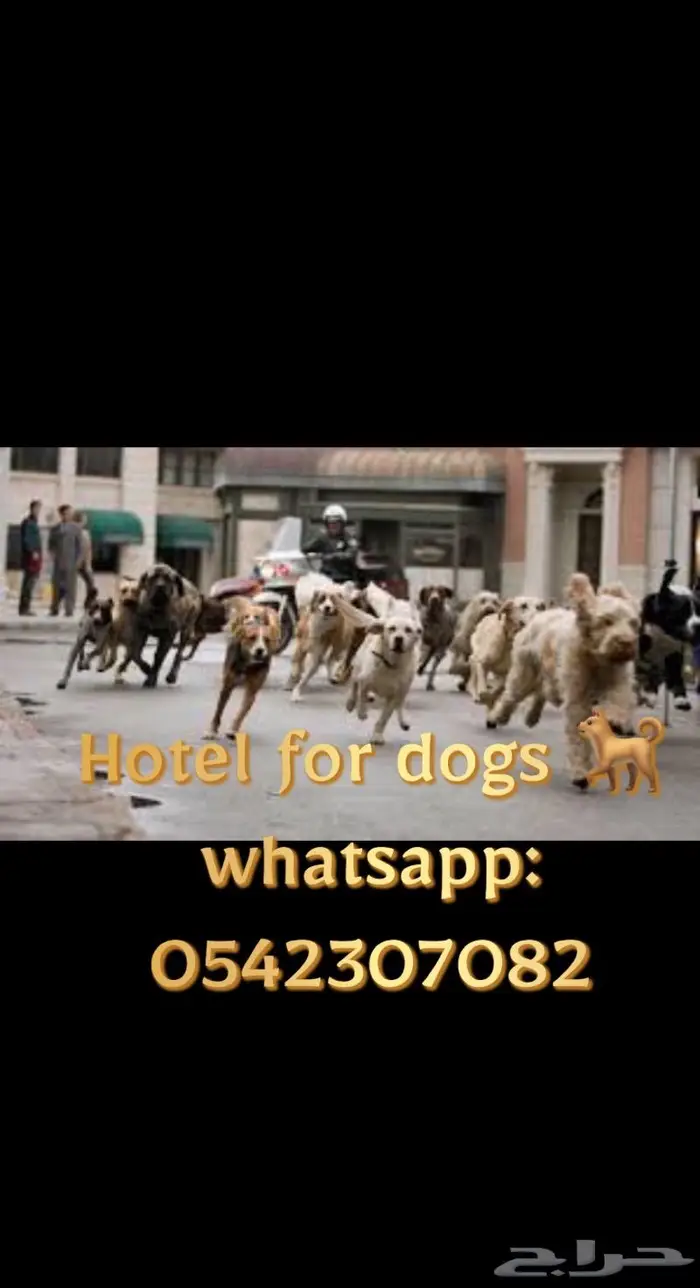 فندق كلاب و تدريب Dogs Hotel 0