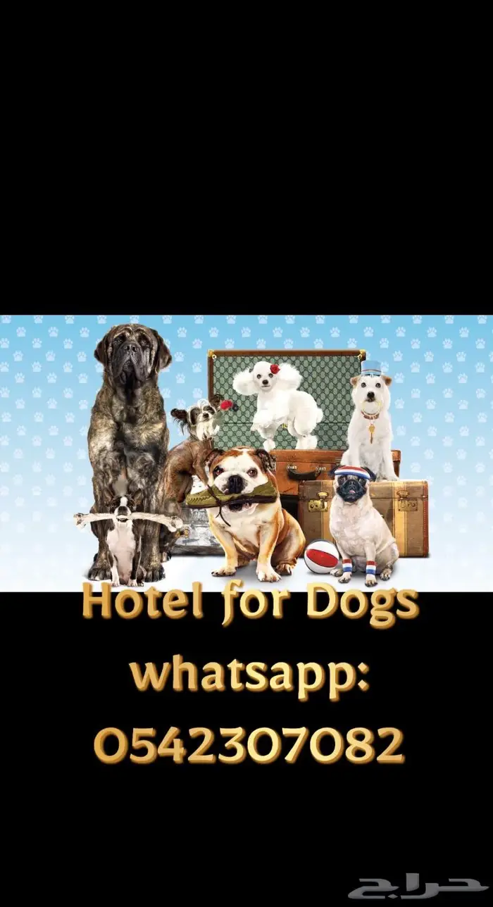 فندق كلاب و تدريب Dogs Hotel 3