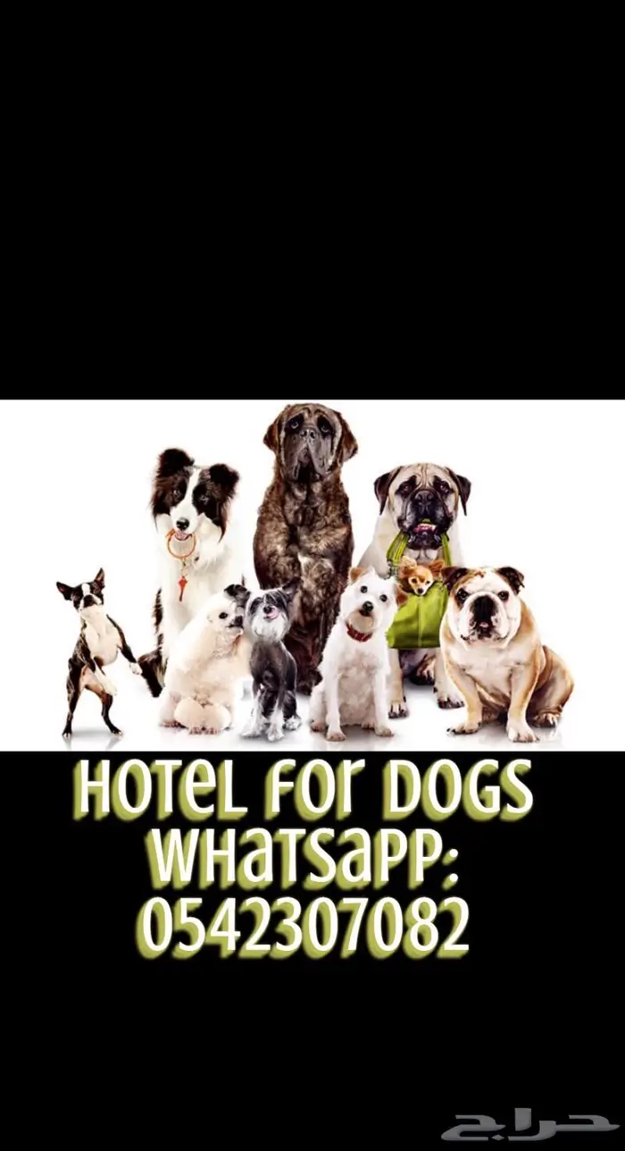 فندق كلاب و تدريب Dogs Hotel 4