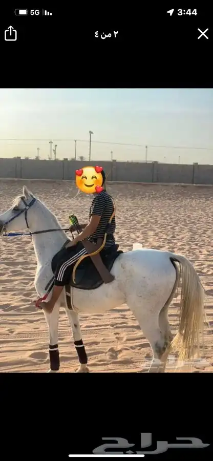 ركوب خيل بالساعه 4