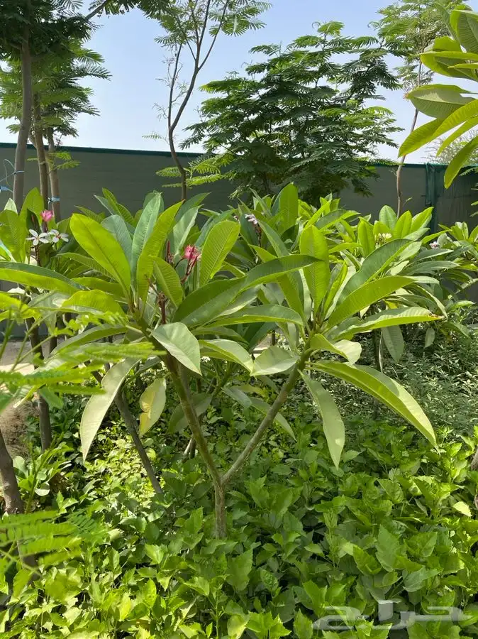 مشاتل التكامل الخضراء 0533351329 2