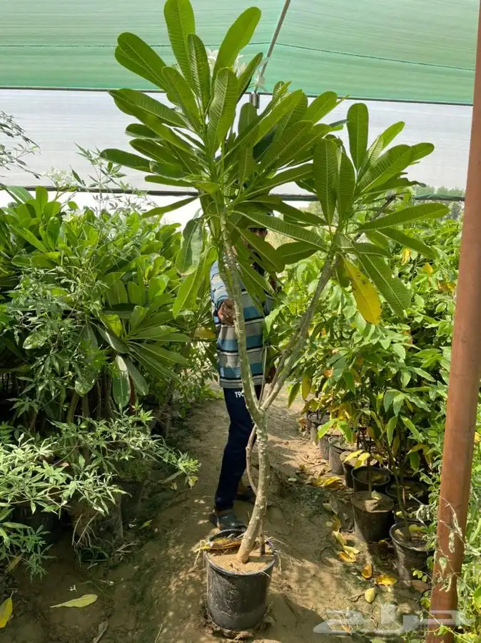 مشاتل التكامل الخضراء 0533351329 0