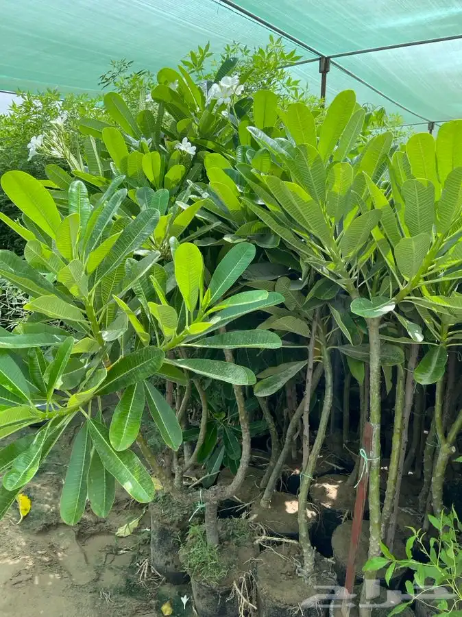 مشاتل التكامل الخضراء 0533351329 3