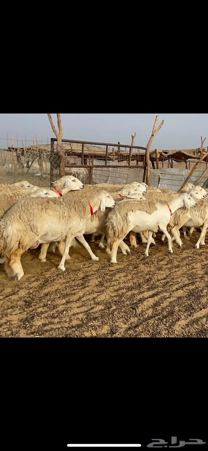 غنم حرية حرش منوة القناي 42 0